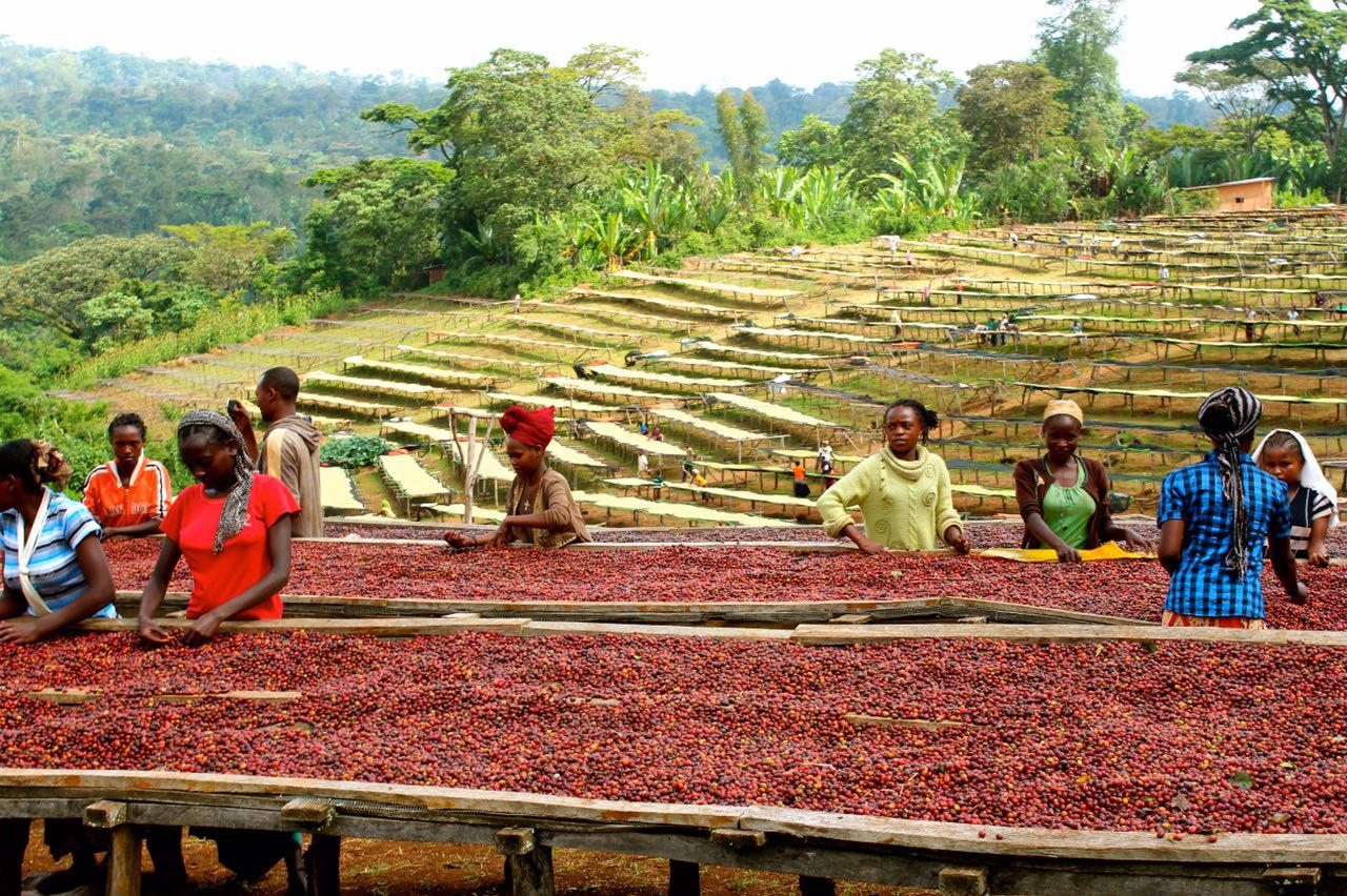 چشم انداز تغییرات اقلیم بر تولید و اقتصاد قهوه در اتیوپی و چالشهای پیش رو *