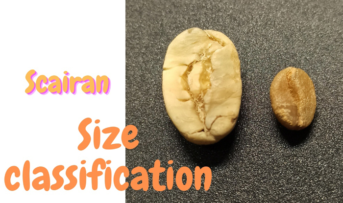 جدا سازی دانه های سبز قهوه براساس اندازه Size Classification