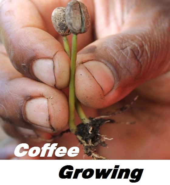 مراحل رشد گیاه  قهوه   Coffee Growing *