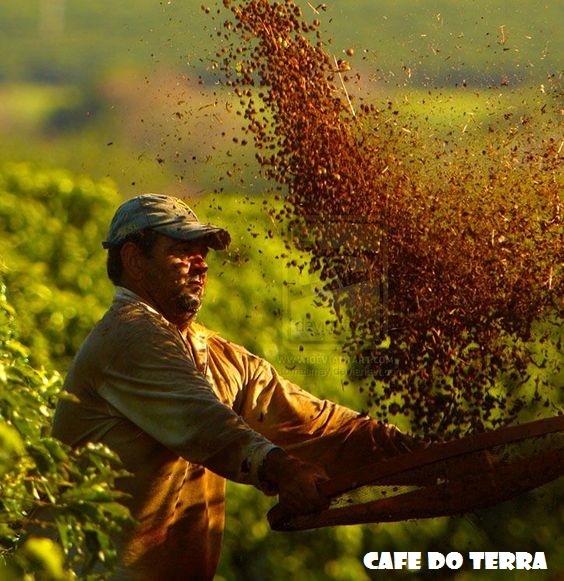 برداشت گیلاسهای قهوه بروش غربال کردن Cafe Do Terra