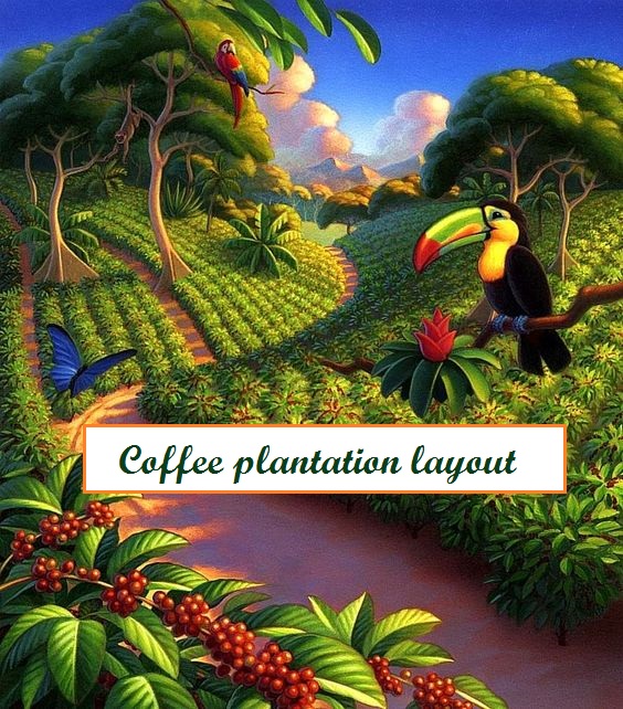  طرح های مختلف کاشت در مزارع قهوه Coffee plantation Layout