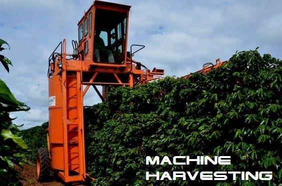 برداشت ماشینی گیلاسهای قهوه  Machine Harvesting