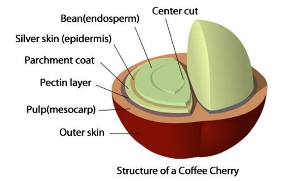 بررسی ساختار گیلاس قهوه  Coffee Cherry *