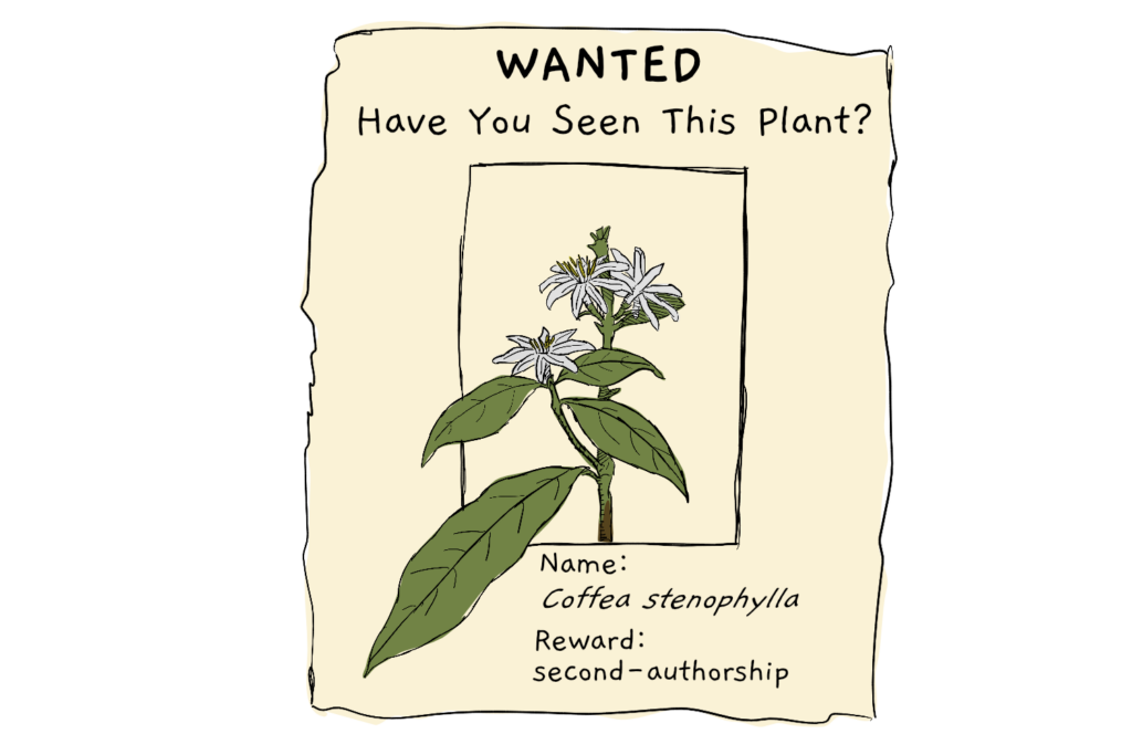 استنوفیلا ، تعویض طلایی صنعت قهوه Coffea stenophylla