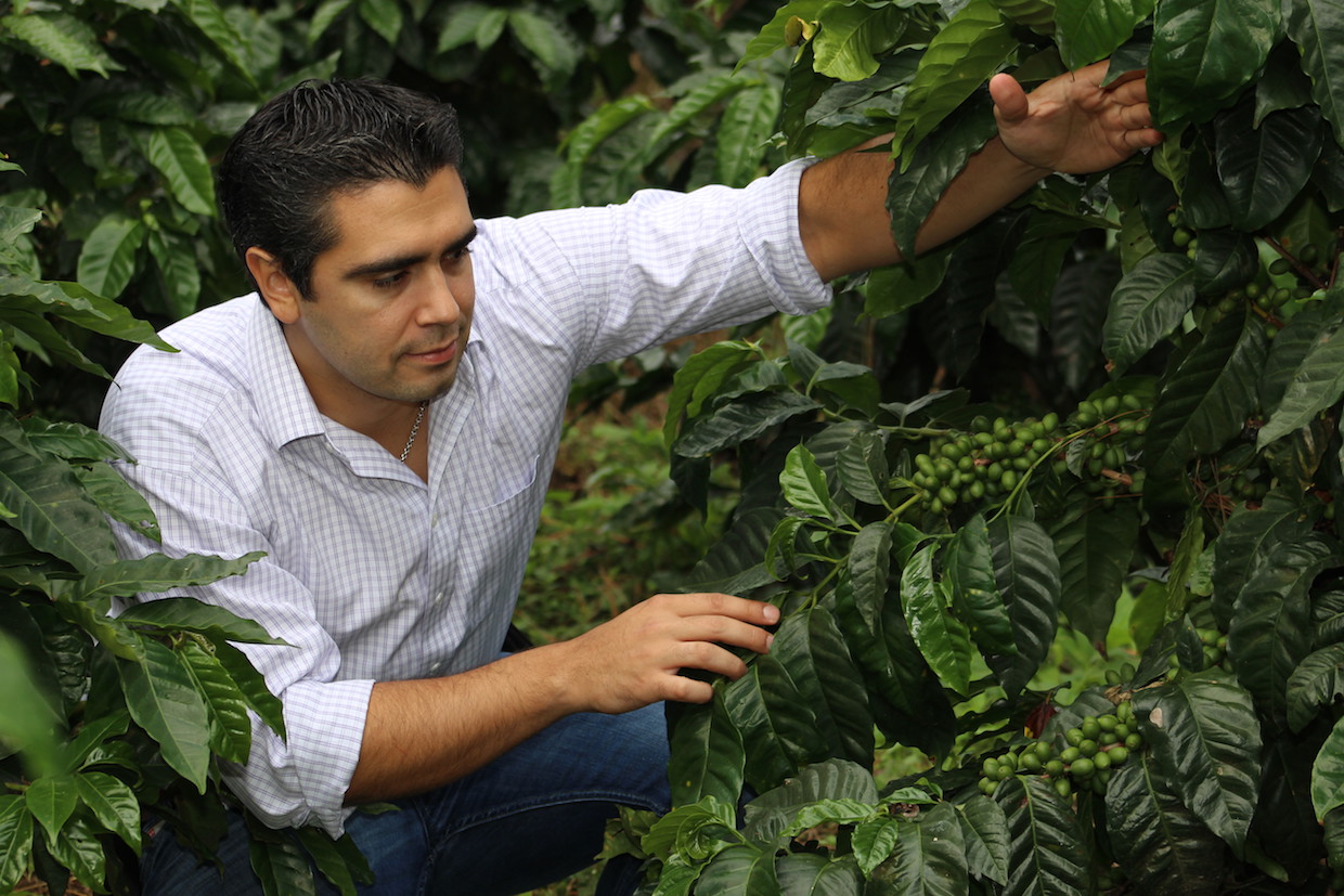 قهوه مرغوب در حراج السالوادر به قیمت فنجانی 95 دلار رسید!