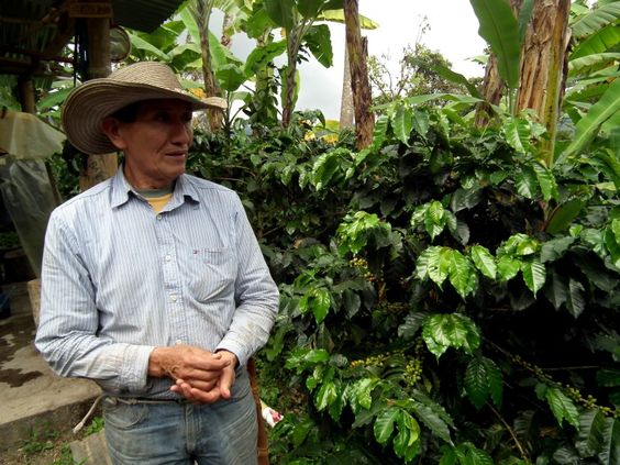 انواع کاشت قهوه Types of coffee cultivation*