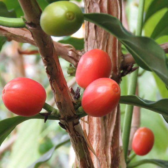 گونه شناسی گیاهان قهوه Typology of Coffee plants