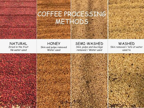 متدهای فرآوری قهوه Coffee Processing methods *