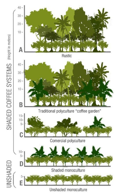 انواع کشت برای گیاه قهوه Types of Coffee Cultivation
